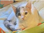 Oval 6354, Domestic Shorthair For Adoption In Dallas, Texas