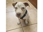 Polo, American Staffordshire Terrier For Adoption In North Olmsted, Ohio