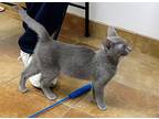 Cashmere, Domestic Shorthair For Adoption In South Bend, Indiana