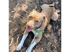 Gorda, American Pit Bull Terrier For Adoption In Oakland, California