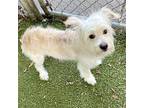 Colt, Terrier (unknown Type, Medium) For Adoption In Oakland, California