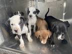 Kopi, American Pit Bull Terrier For Adoption In Shreveport, Louisiana