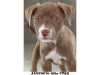 Chai, American Pit Bull Terrier For Adoption In Shreveport, Louisiana