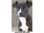 Starby, American Pit Bull Terrier For Adoption In Shreveport, Louisiana