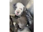 Kava, American Pit Bull Terrier For Adoption In Shreveport, Louisiana