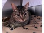 Hub Cap, Domestic Shorthair For Adoption In Baltimore, Maryland
