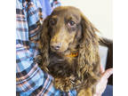 Trudie, Dachshund For Adoption In Colorado Springs, Colorado