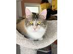 Cali (rockledge) No Dogs, Domestic Shorthair For Adoption In Port Orange