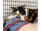 Muriel, Domestic Shorthair For Adoption In W. Windsor, New Jersey