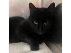 Posey, Domestic Shorthair For Adoption In Mount Holly, New Jersey