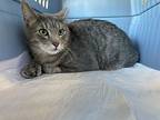 Tony, Domestic Shorthair For Adoption In Olyphant, Pennsylvania