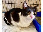Keke, Domestic Shorthair For Adoption In Chattanooga, Tennessee