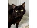Marla, Domestic Shorthair For Adoption In Hartford City, Indiana