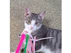 Kitty Houston, Domestic Shorthair For Adoption In Chicago, Illinois