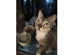 Cher, Domestic Shorthair For Adoption In Pearland, Texas