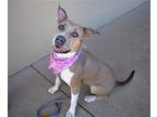Lilac, Staffordshire Bull Terrier For Adoption In Mckinney, Texas