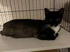 Raya, Domestic Shorthair For Adoption In Fort Lauderdale, Florida