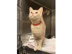 Crybaby, Domestic Shorthair For Adoption In Chicago, Illinois