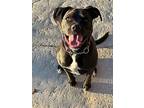 Charolette, American Pit Bull Terrier For Adoption In Canyon Country, California