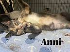 Anni, Domestic Shorthair For Adoption In Orlando, Florida