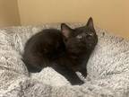 Bruno, Domestic Shorthair For Adoption In Parlier, California