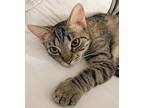 Mickey, Domestic Shorthair For Adoption In Palatine, Illinois