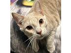 Mackey, Domestic Shorthair For Adoption In Northwood, New Hampshire