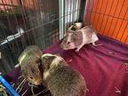 Flash, Guinea Pig For Adoption In Sebastian, Florida