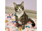 Jack, Domestic Shorthair For Adoption In Marshfield, Wisconsin