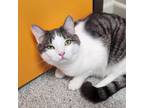 Delroy, Domestic Shorthair For Adoption In Marshfield, Wisconsin