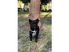 Michael Jackson, Scottie, Scottish Terrier For Adoption In Davie, Florida