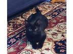 Cinder, Domestic Shorthair For Adoption In Athens, Tennessee