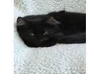 Elliot, Domestic Shorthair For Adoption In Athens, Tennessee