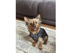 Ozzie, Silky Terrier For Adoption In Wethersfield, Connecticut