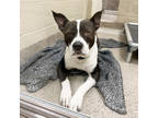 Doctor Zeus, American Pit Bull Terrier For Adoption In Fishers, Indiana