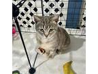 Lucy, Domestic Shorthair For Adoption In Benson, Minnesota