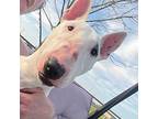 Cici, Bull Terrier For Adoption In Glenwood, Arkansas