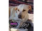Rosie, Labrador Retriever For Adoption In Calexico, California