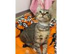 Gizmo, Domestic Shorthair For Adoption In Parlier, California