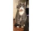 Wind Storm (ch), Domestic Shorthair For Adoption In Trenton, New Jersey