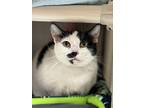 Valentine, Domestic Shorthair For Adoption In Vancouver, Washington