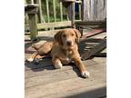 Copper, Labrador Retriever For Adoption In Birmingham, Alabama