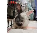 Paddy, Lionhead For Adoption In Baton Rouge, Louisiana