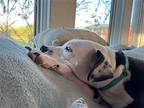 Iris, American Pit Bull Terrier For Adoption In Germantown, Ohio