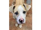 Koda, Terrier (unknown Type, Medium) For Adoption In Amarillo, Texas