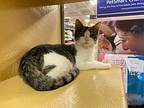 Capri, Domestic Shorthair For Adoption In Ronkonkoma, New York