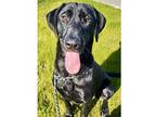 Birdie, Labrador Retriever For Adoption In Walnut Creek, California