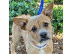 Mango, Cairn Terrier For Adoption In Walnut Creek, California
