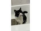 Colonel, Domestic Shorthair For Adoption In Grayslake, Illinois