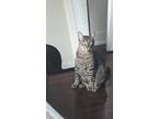 Goose *must Be Adopted With Robin*, Domestic Shorthair For Adoption In Toronto